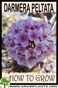 How to grow Darmera peltata