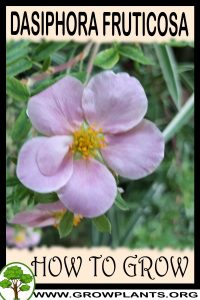 How to grow Dasiphora fruticosa