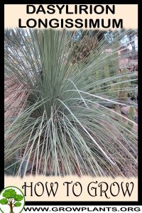 How to grow Dasylirion longissimum