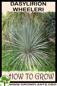 How to grow Dasylirion wheeleri