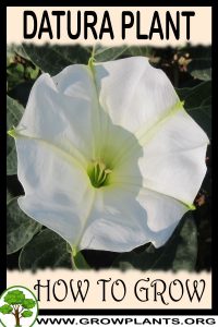 How to grow Datura