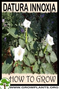How to grow Datura innoxia