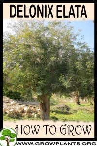 How to grow Delonix elata