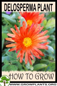 How to grow Delosperma