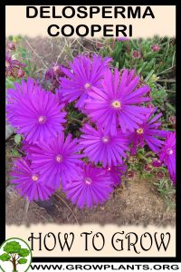 How to grow Delosperma cooperi