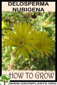 How to grow Delosperma nubigena
