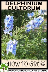 How to grow Delphinium cultorum