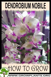 How to grow Dendrobium nobile