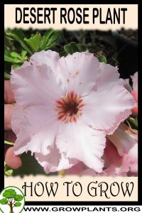 How to grow Desert rose plant