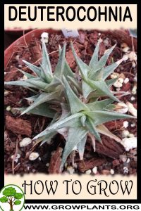 How to grow Deuterocohnia
