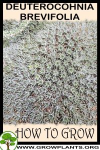 How to grow Deuterocohnia brevifolia