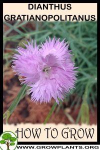How to grow Dianthus gratianopolitanus