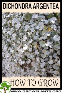 How to grow Dichondra argentea