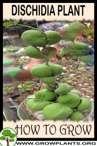 How to grow Dischidia