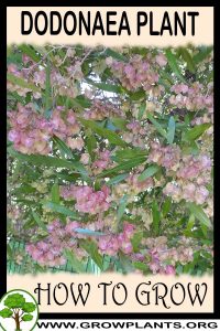 How to grow Dodonaea