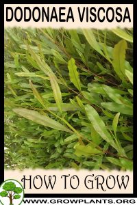 How to grow Dodonaea viscosa