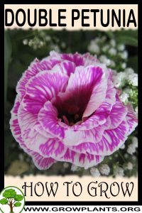 How to grow Double petunia