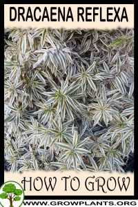 How to grow Dracaena reflexa