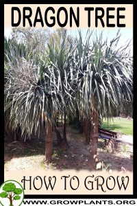 How to grow Dragon tree