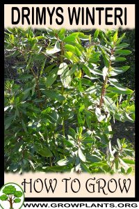 How to grow Drimys winteri