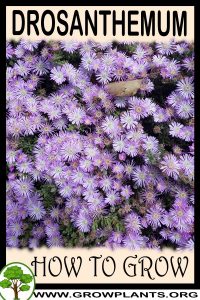How to grow Drosanthemum