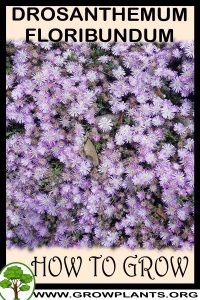 How to grow Drosanthemum floribundum