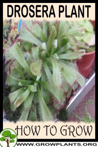 How to grow Drosera