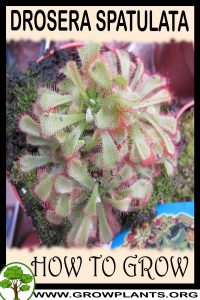 How to grow Drosera spatulata