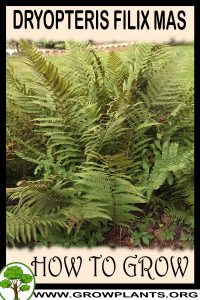 How to grow Dryopteris filix mas