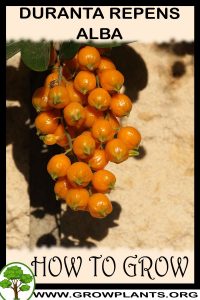 How to grow Duranta erecta alba