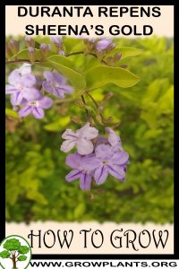 How to grow Duranta repens Sheenas gold