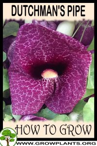 How to grow Dutchmans Pipe