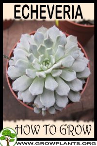 How to grow Echeveria