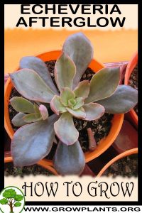 How to grow Echeveria Afterglow