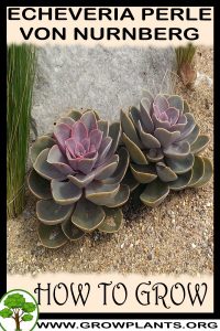 How to grow Echeveria Perle von Nurnberg