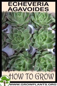 How to grow Echeveria agavoides