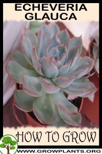 How to grow Echeveria glauca