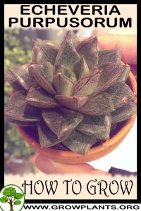 How to grow Echeveria purpusorum
