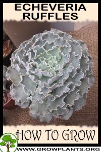 How to grow Echeveria ruffles