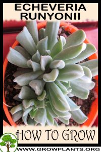 How to grow Echeveria runyonii
