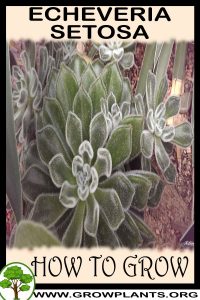 How to grow Echeveria setosa