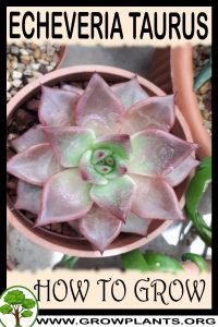 How to grow Echeveria taurus