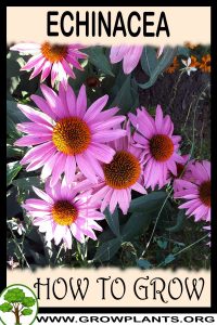 How to grow Echinacea