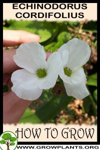 How to grow Echinodorus cordifolius