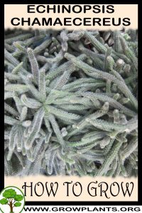 How to grow Echinopsis chamaecereus