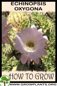 How to grow Echinopsis oxygona