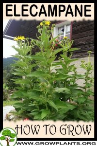 How to grow Elecampane