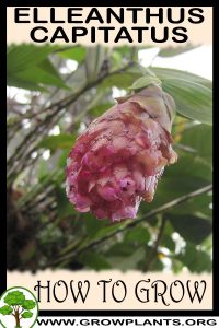 How to grow Elleanthus capitatus