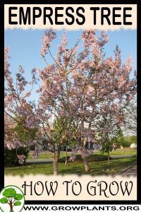 How to grow Empress tree
