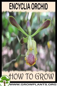 How to grow Encyclia